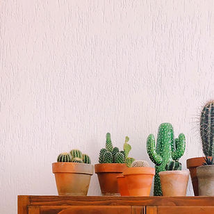 Cacti
