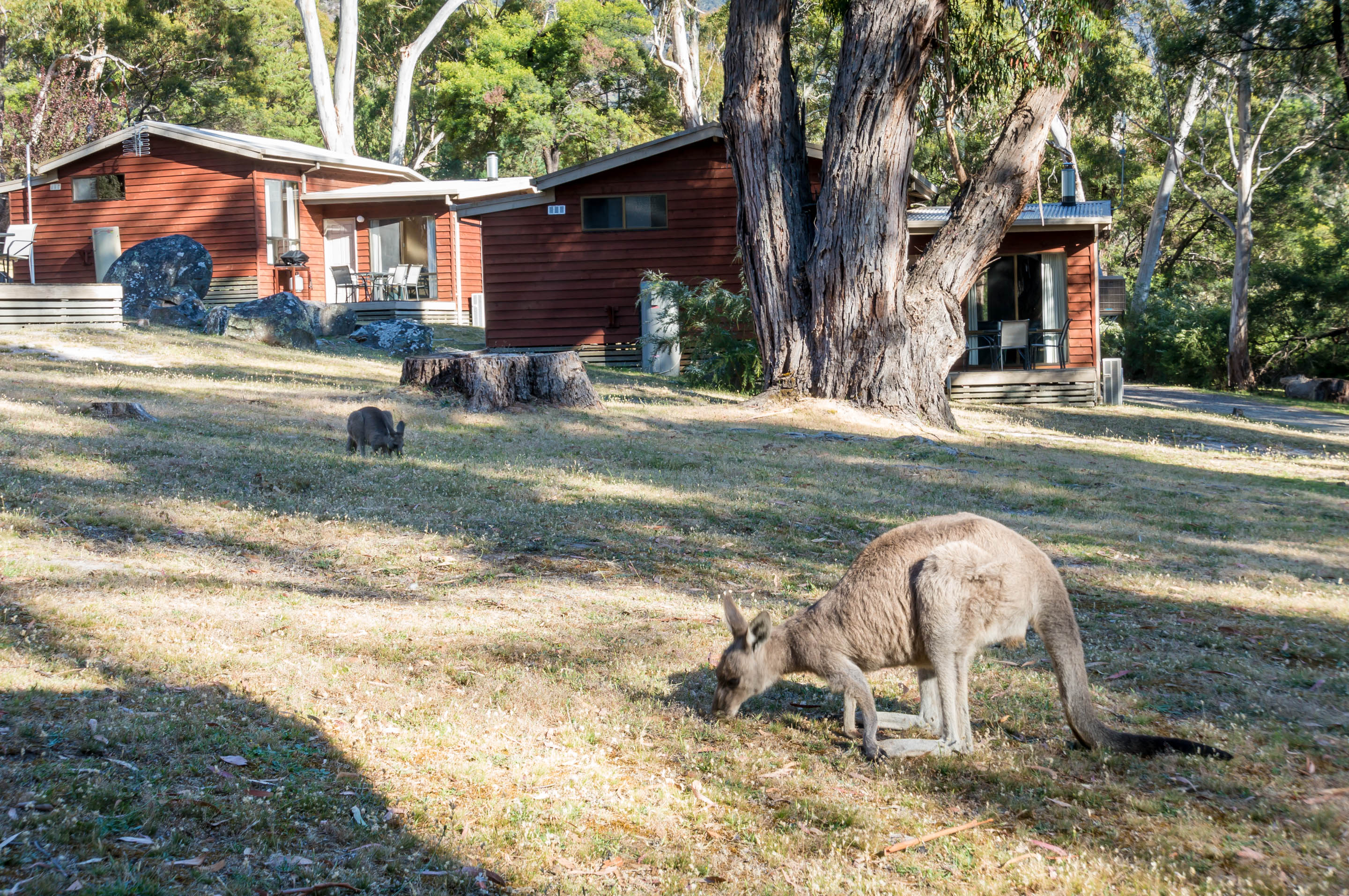 Wonderland Cottages Self Contained Accommodation Halls Gap