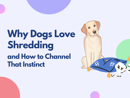 Why Dogs Love Shredding and How to Channel That Instinct