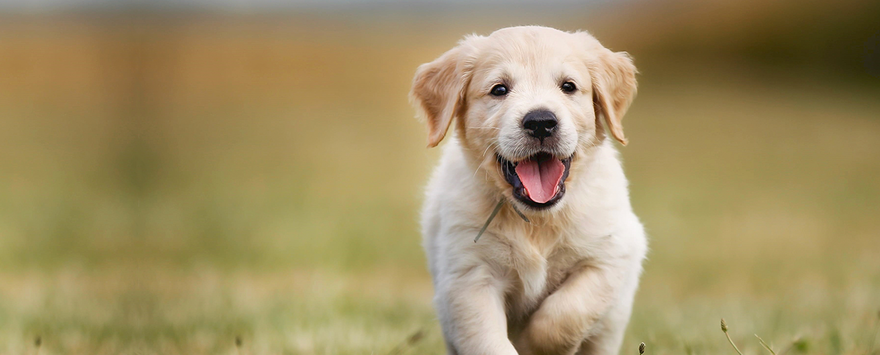 BATH BARK and BEYOND