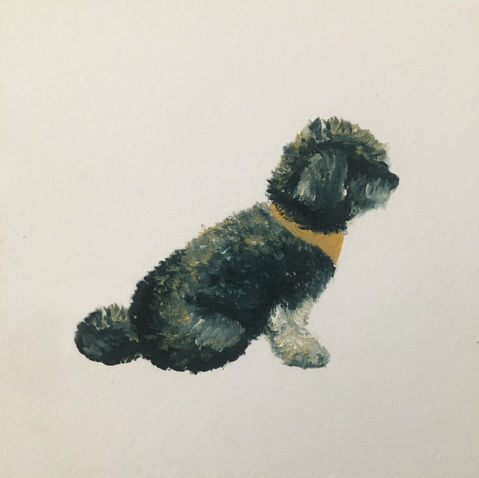 dog, french poodle, oil on paper