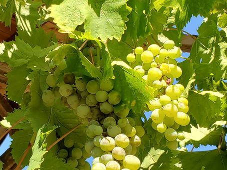 Changement de saison et                                                         cure de raisin    