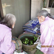 ３月の園芸活動③　めだかの学校、開校しました！