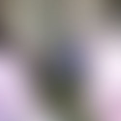 ３月の園芸活動③　めだかの学校、開校しました！