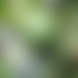 ８月の園芸活動⑤　柿渋液の仕込みを行いました