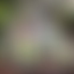 １月の園芸活動①　１月のウェルカム花壇