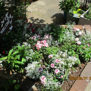 ５月の園芸活動①　５月のウェルカム花壇