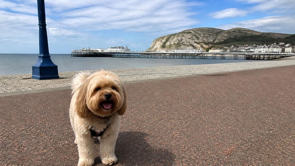 dog friendly Llandudno