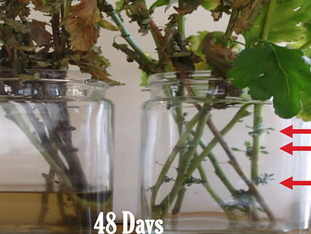 Sound healing effects on plants