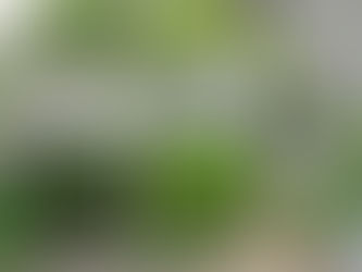 無農薬・無肥料の薔薇