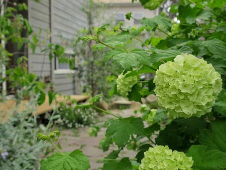 花色の変化が魅力