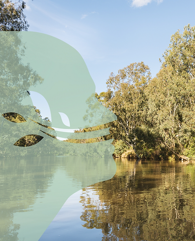 Mindfulness in nature