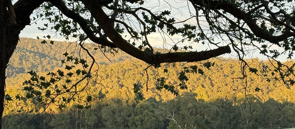 Feral Beauty and Learning to See the Whole Landscape