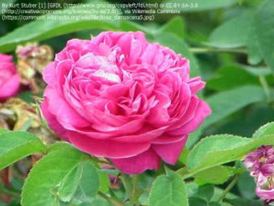 Damask_rose-300x225.jpg
