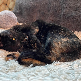 Lost Cat Petal found by Linda and her tracking dogs