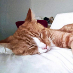 Lost Cat Sara found by Linda and her tracking dogs