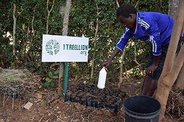 Moringa trees planted in Kenya