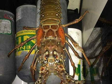 Scallop season winding down and lobster season a full send.