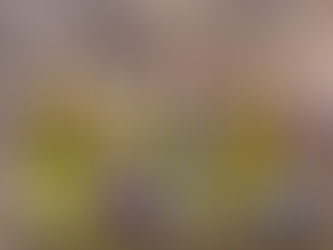 small jars with essential oils