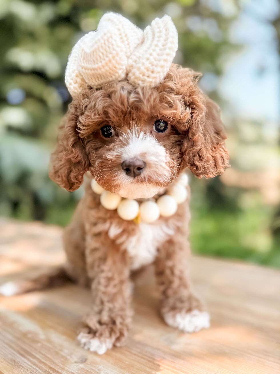 Cavapoo Puppy with a pearl necklace and a bow sitting on a bench.