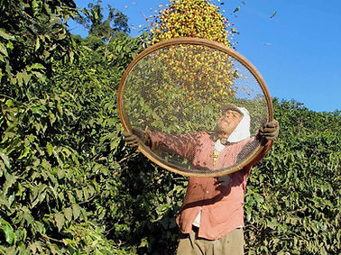 Man tossing coffee in the air to separate leaves from beans