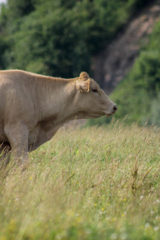 Animals