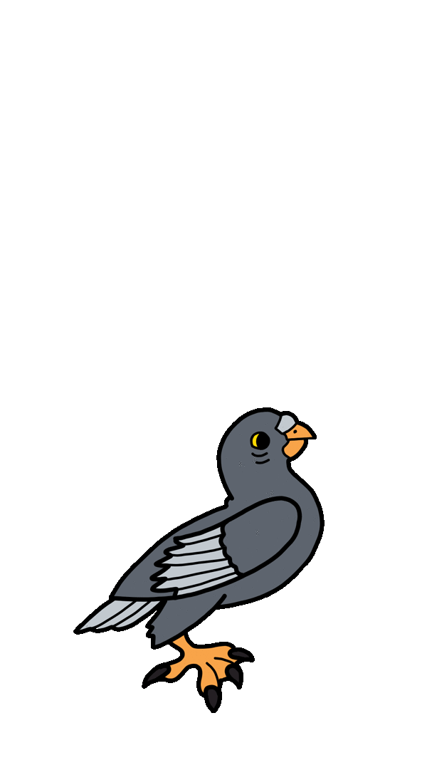 noord_pidgeon
