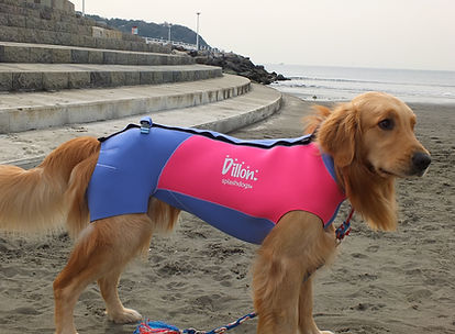 犬用ウエットスーツ 7号 ドッグスノースーツ大型犬用 | cfr outdoor