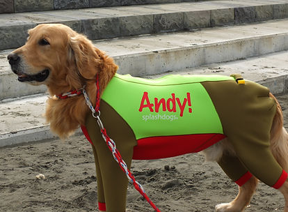 splashdogsの犬用ウエットスーツを着たワンコたち