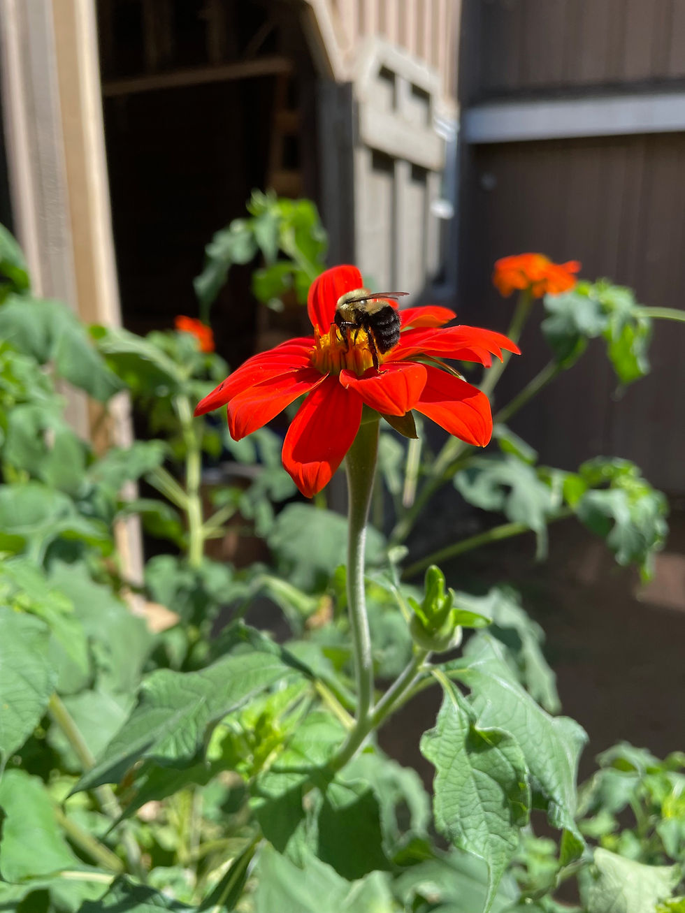Bee on tithonia
