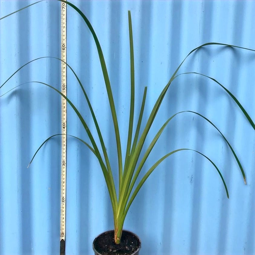 Lomandra longifolia