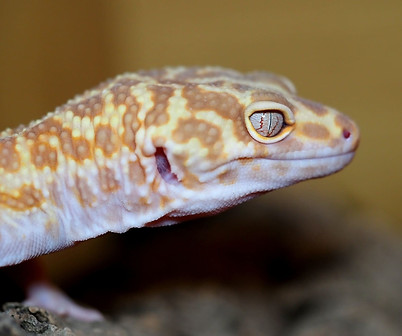 Glow Madness Leopard Gecko