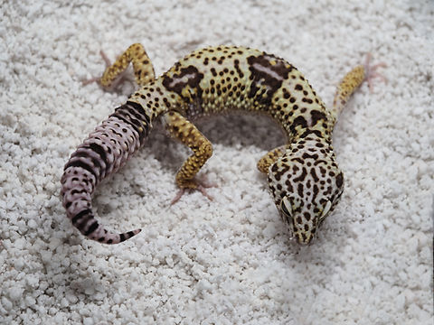 A Eublepharis angramainyu leopard gecko