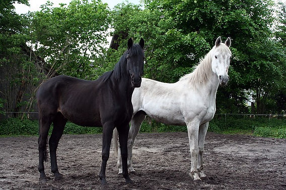 Horse Won’t Gain Weight? Proven Solutions for Healthy Weight Gain