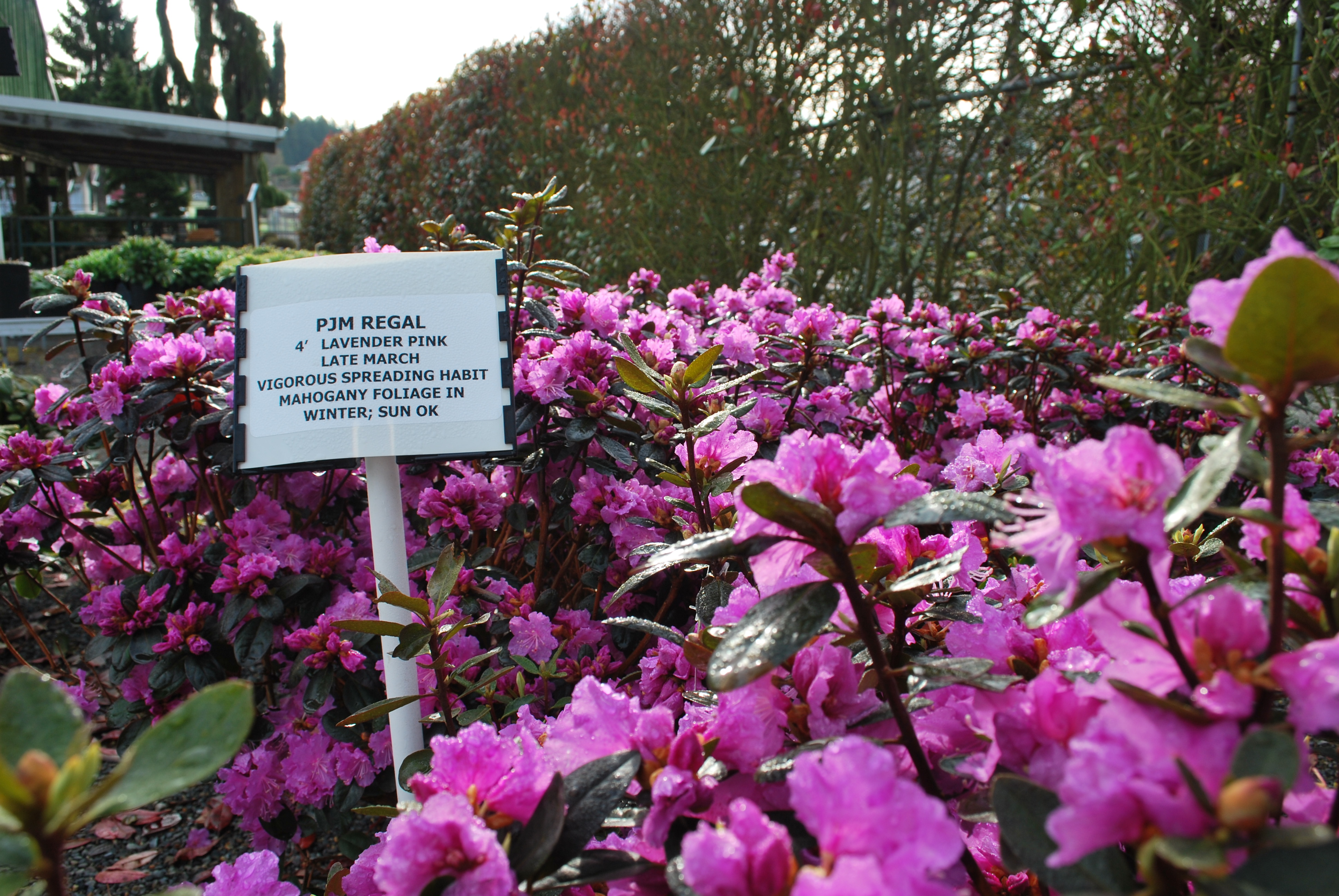 EVERGREEN SHRUBS | portlandavenursery