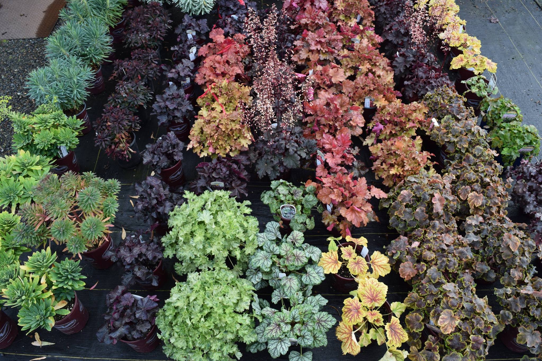 PERENNIAL portlandavenursery