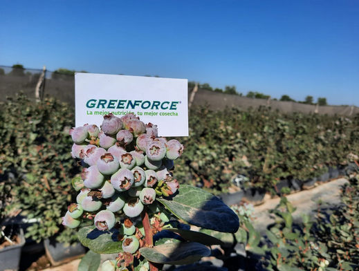 ARANDANOS Guasave sin ING. RODRIGO DIC 2020  CON GREENFORCE (7)1.jpeg