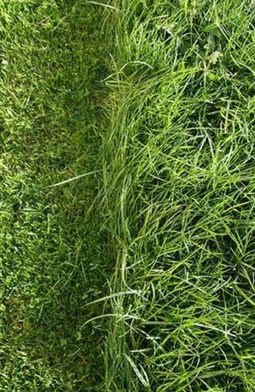 grass.webp
