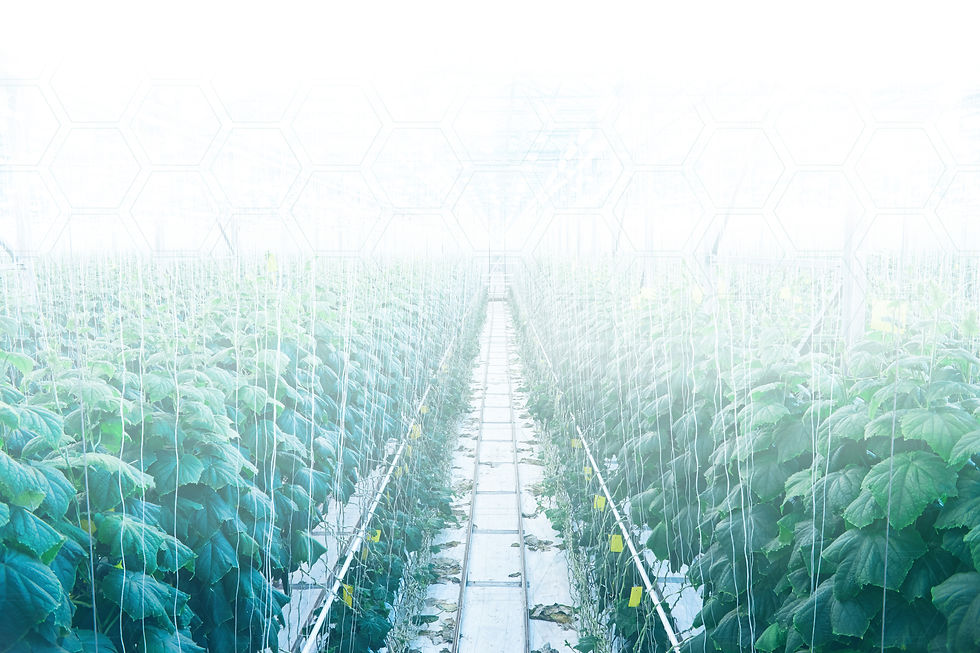 Contacto Green Force México