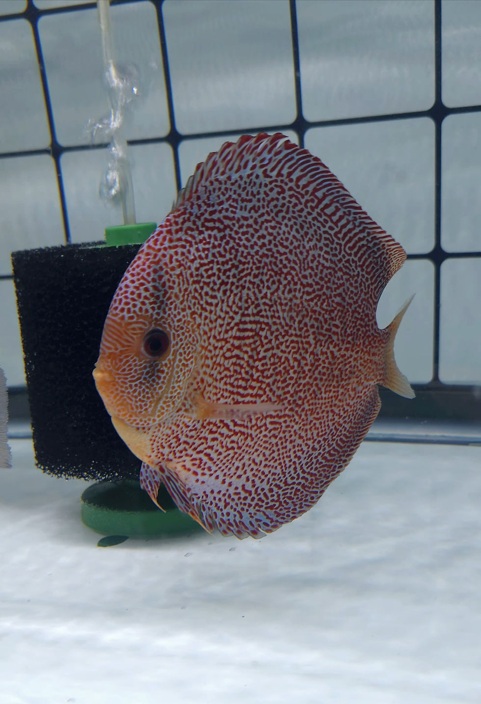 Thumbnail: Super panthera 