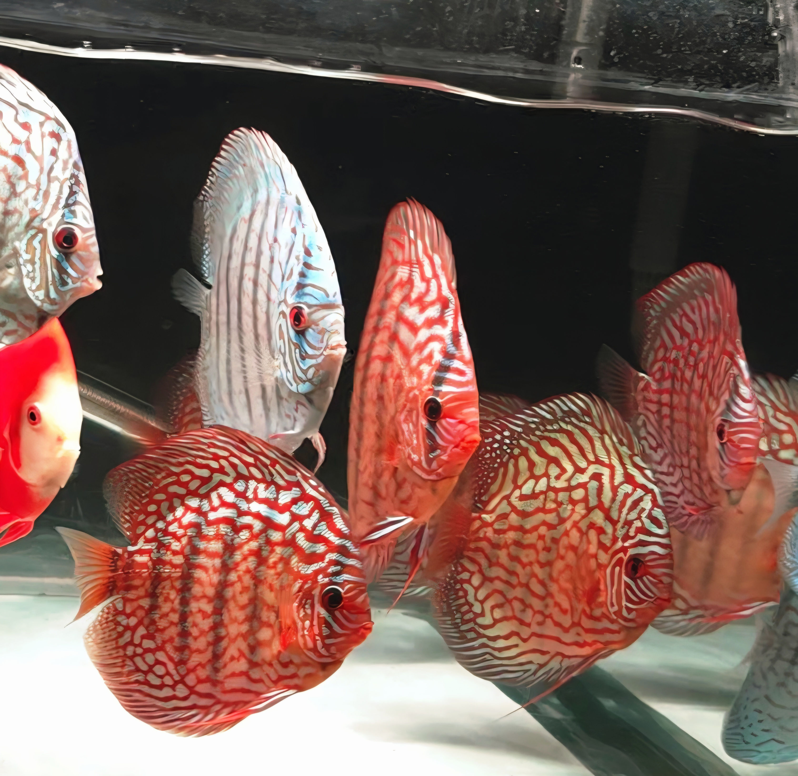 Wild Cross Discus