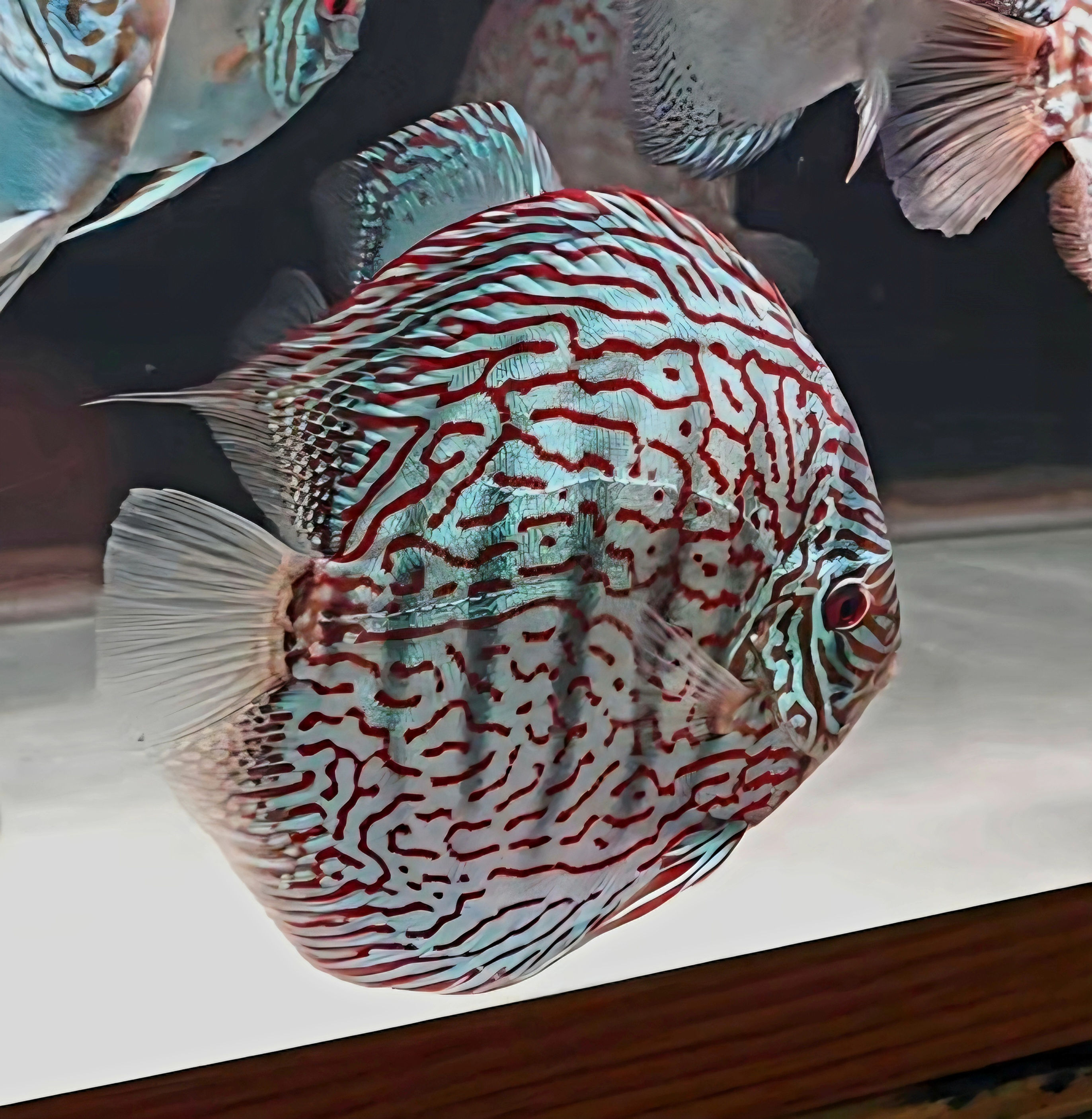 Red Spotted Green Turquoise Discus
