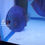 Thumbnail: King Viper Discus Potential Pair