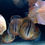 Thumbnail: Red Ica Discus 