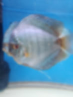 Thumbnail: Cobalt Discus