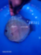 Thumbnail: Spotted Turquoise Discus