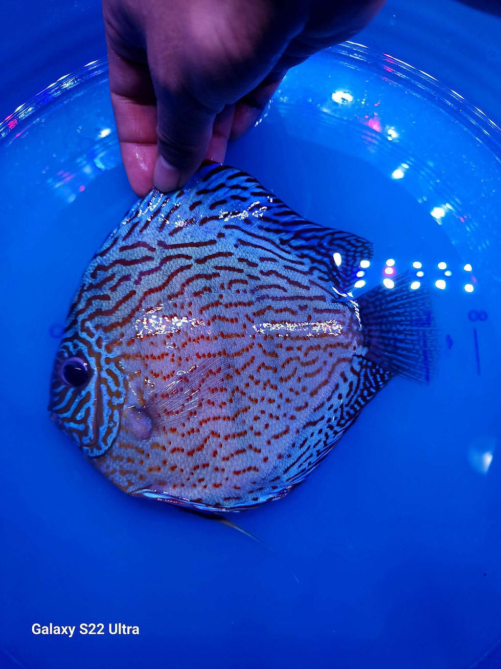 Thumbnail: Spotted Turquoise Discus
