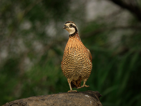 A Northern Bob White photography print from South Texas by Naren Morum