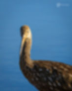 A Limpkin