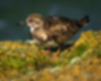A Sanderling